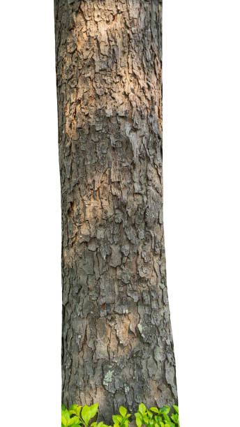 istock trunk of a tree Isolated On White Background. 2200108206