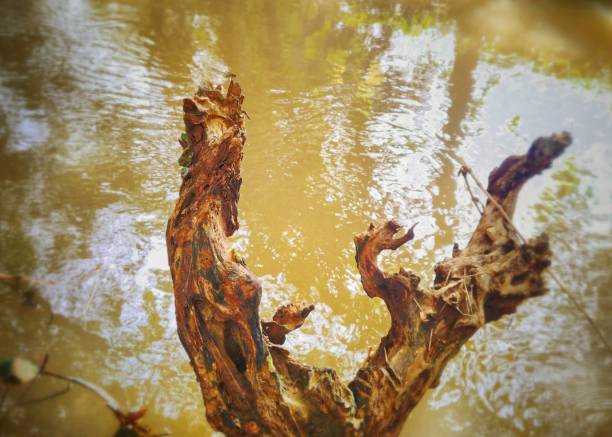 Alnus glutinosa - Black alder - Stem submerged in water and roots hanging out