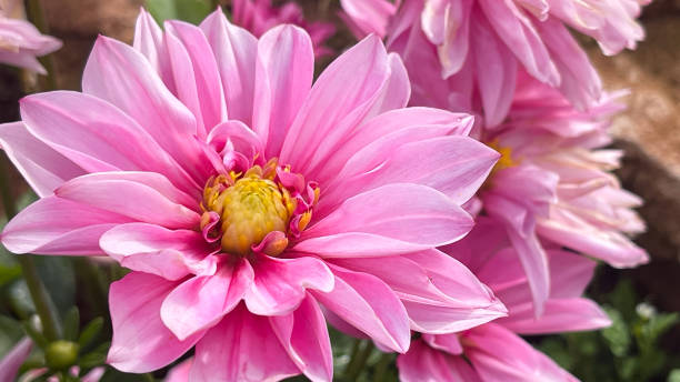 istock Beautiful pink flowers 2200110734
