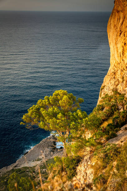 Cap Formentor on Mallorca offers breathtaking views, which become even more spectacular at sunset. The last rays of sunlight bathe the rugged cliffs in warm golden and orange hues, while the Mediterranean sparkles in the distance. Soft light highlights the dramatic landscape, and the sky displays a stunning palette of pink, purple, and blue. This image captures the majestic beauty of Mallorca’s coastline – a perfect subject for travel photography and Mediterranean landscape shots.
