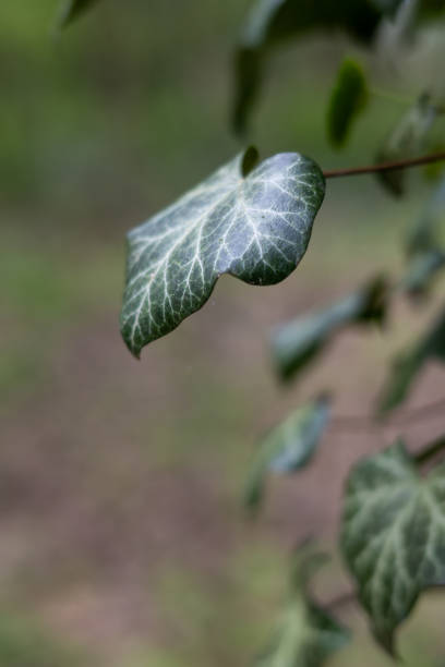 istock ivy leaf in close-up 2200110990