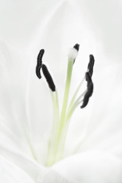 The anthers and filaments of a Amaryllis flower.