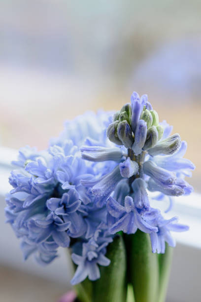 Easter concept. Floral composition.\nSpring card with place for text.