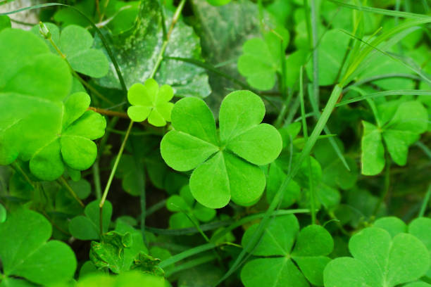 istock Green Woodsorrel Plants & Leaves Close Up View 2200113777