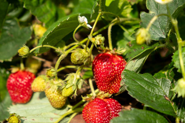istock Close up Fresh Strawberries Growing in a Garden. blur and selective focus 2200117768