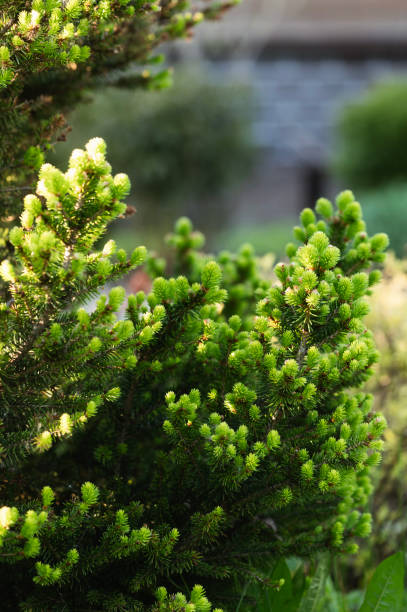 istock picea abies Pusch with new fresh buds growing in spring garden 2200120424
