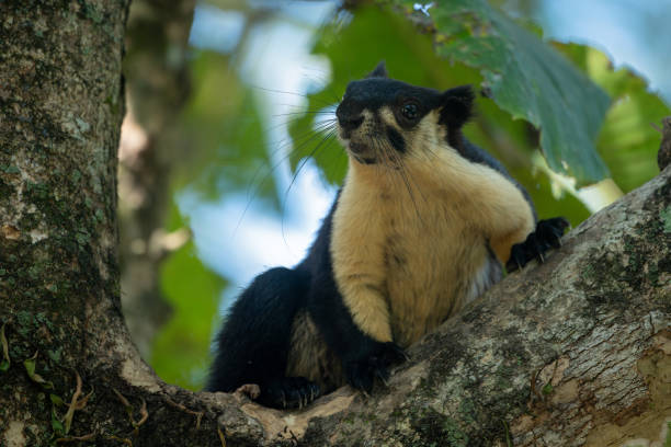 Portrait of a Malayan or black giant squirrel perched upon a thick trunk of a tree at Manas National Park, Assam, India