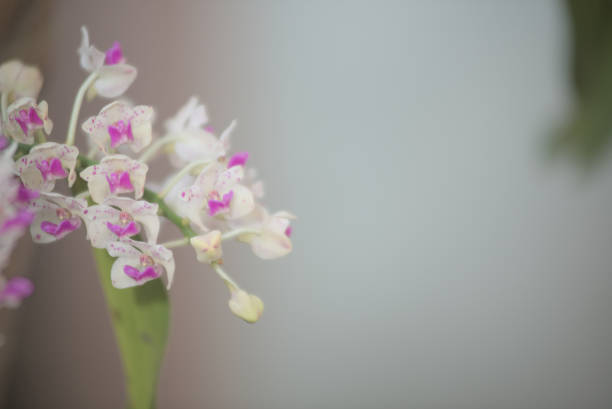Close-up of pink orchid blooming in sunlight morning