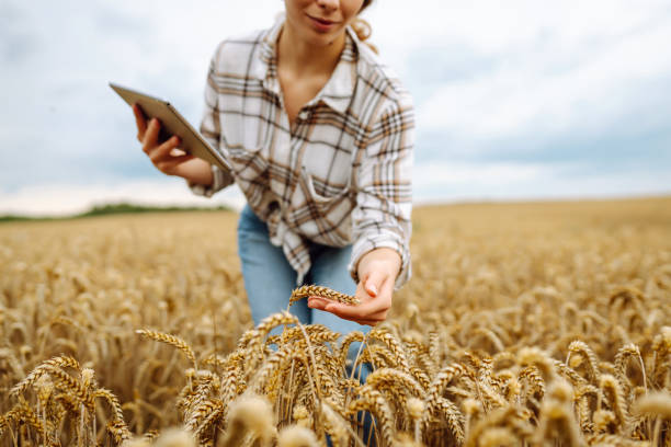 istock Woman farmer with a tablet studies wheat crop in field, plans a grain crop. 2200126073