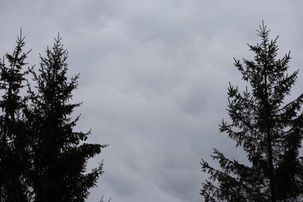 two large trees, probably firs, against a gray overcast sky.