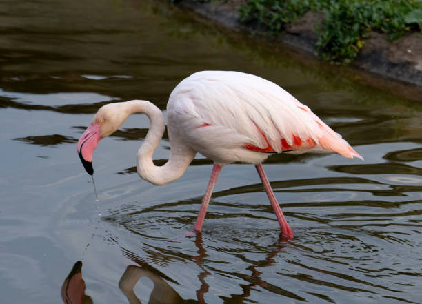Pink flamingo, close-up.