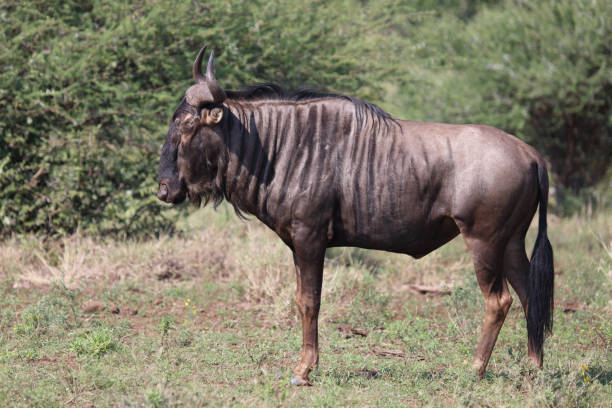 istock Streifengnu / Blue wildebeest / Connochaetes taurinus 2200136226