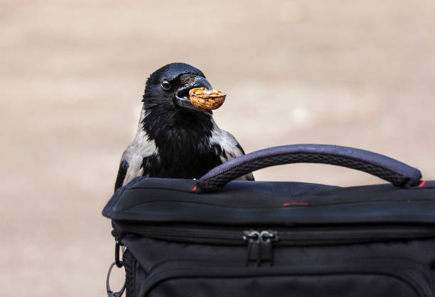 She gladly accepts food from him and is near his bag.She gladly accepts food from him and is near his bag.