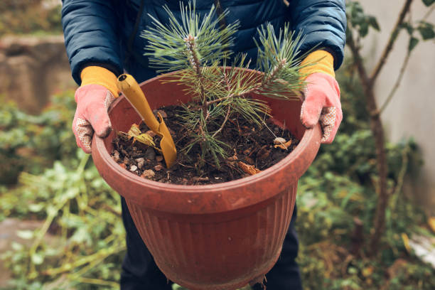 istock Man planting small pine tree in a pot. 2200136836