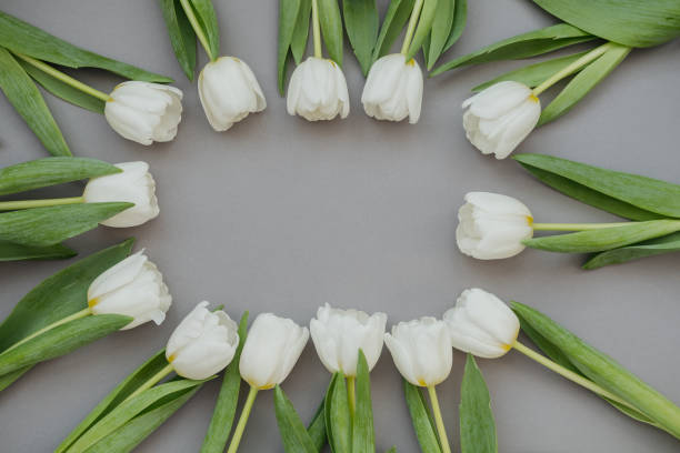 istock White tulips arranged in a circular pattern on a gray background, Place for a text, Happy Mother's Day Background 2200137320