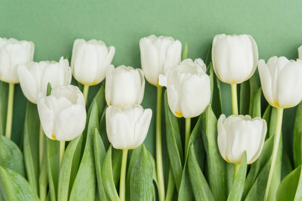 istock White tulips arranged against a green background for a fresh spring display, Spring background , Place for a text 2200137364