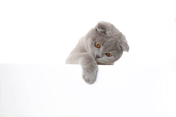 istock Scottish fold kitten hanging over white banner 2200137551