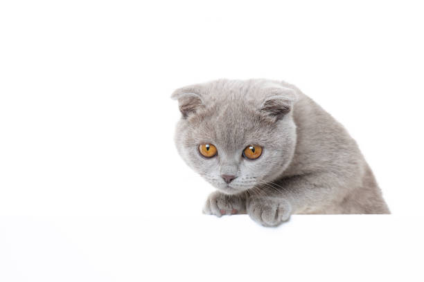 istock Scottish fold kitten hanging over white banner 2200137831