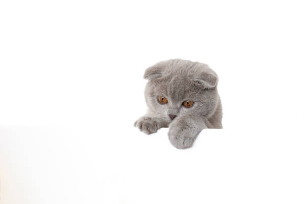 istock Scottish fold kitten hanging over white banner 2200137836