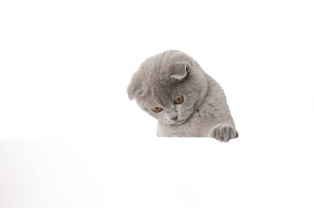 istock Scottish fold kitten hanging over white banner 2200137888