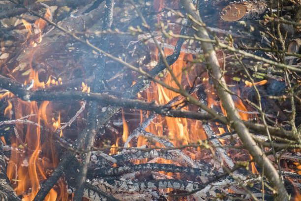 Forest fire. The forest floor is burning. Flames, smoke and burnt trees.