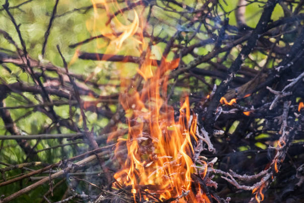 istock .a large bonfire where flames have engulfed trees and bushes. 2200137970