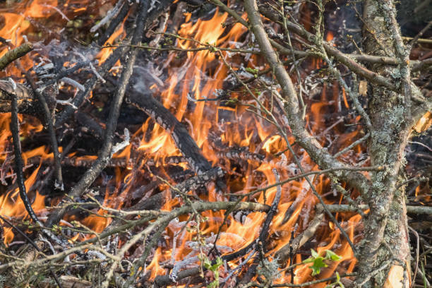 istock .a forest fire where flames have engulfed trees and bushes. 2200137972