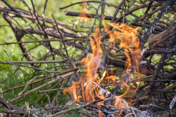 .a large bonfire where flames have engulfed trees and bushes.
