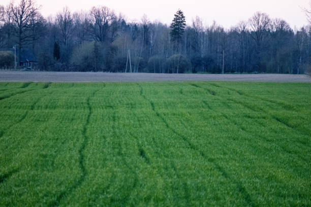 a green crop field is visible with a forest in the background.