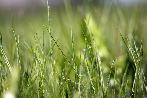 Spring background of vibrant fresh grass with dewdrops