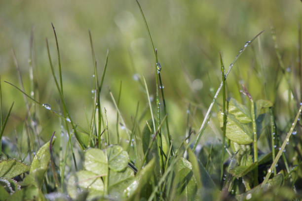 grass field with dew drops shining in the sun.