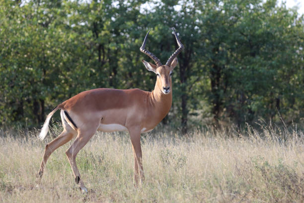 istock Schwarzfersenantilope / Impala / Aepyceros melampus 2200138312