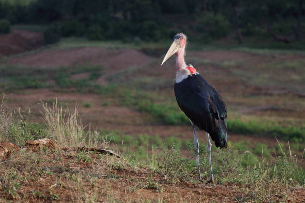 istock Marabu / Marabou stork / Leptoptilos crumeniferus 2200138638