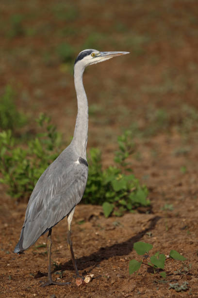 istock Afrikanischer Graureiher / Grey heron / Ardea cinerea 2200138911