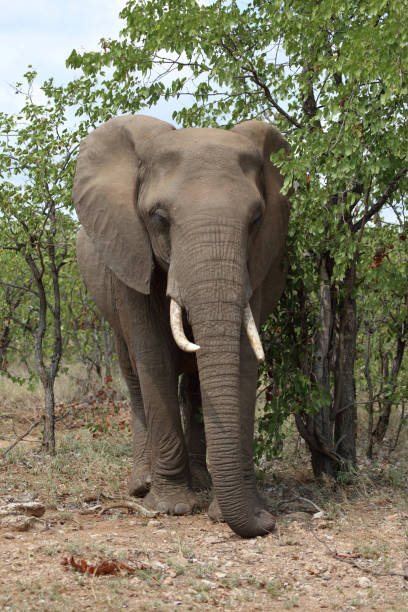 istock Afrikanischer Elefant / African elephant / Loxodonta africana 2200140022