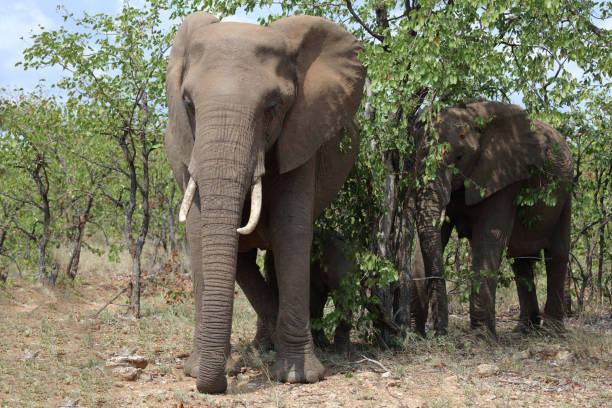 istock Afrikanischer Elefant / African elephant / Loxodonta africana 2200140111
