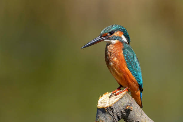 istock kingfisher on the branch in nature 2200141645