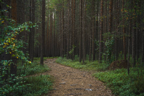 istock Forest Path with Lush Greenery and Tall Pine Trees in Calm Atmosphere 2200142065