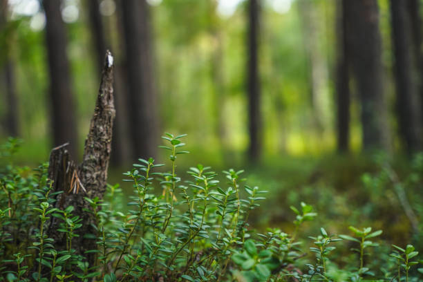 Small green plants contrasted against an intentional blur of a vibrant forest background, evoking a serene and natural atmosphere.