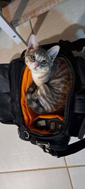 istock The cats in the bag 2200142118