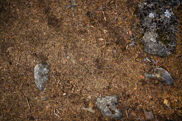 A detailed view of a forest floor during autumn, featuring pine needles, rocks, and earthy textures