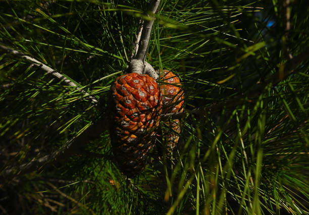Pines hanging on a branch amidst green pine needles in sunlight
