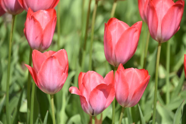 Spring garden with blooming and flowering tulips.