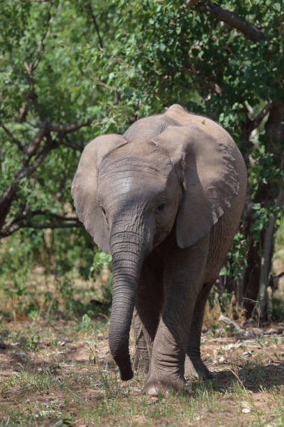 istock Afrikanischer Elefant / African elephant / Loxodonta africana 2200146340