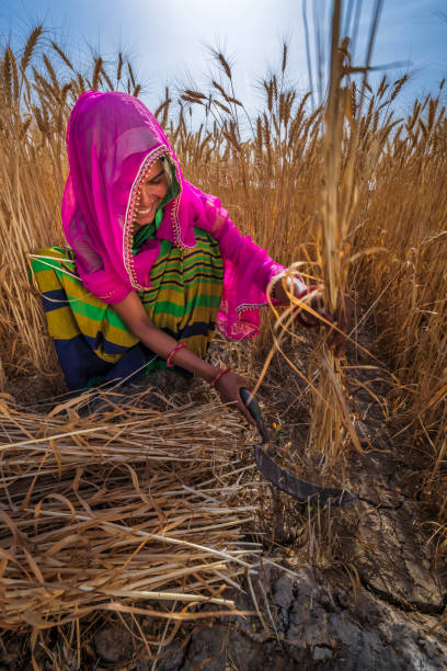 istock Young Indian woman cutting a wheat, India. 2200146402