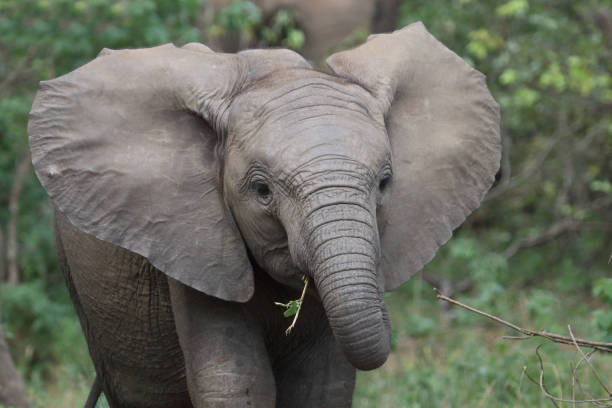 istock Afrikanischer Elefant / African elephant / Loxodonta africana 2200146485