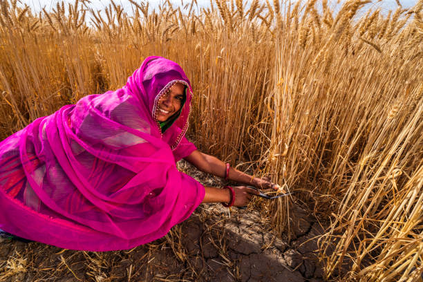 istock Young Indian woman cutting a wheat, India. 2200146501