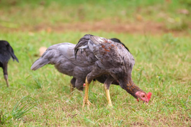 Ban tam Chicken on the farm