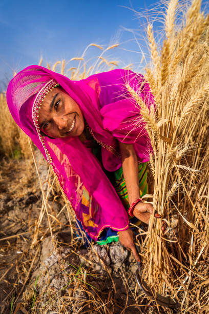 istock Young Indian woman cutting a wheat, India. 2200146566