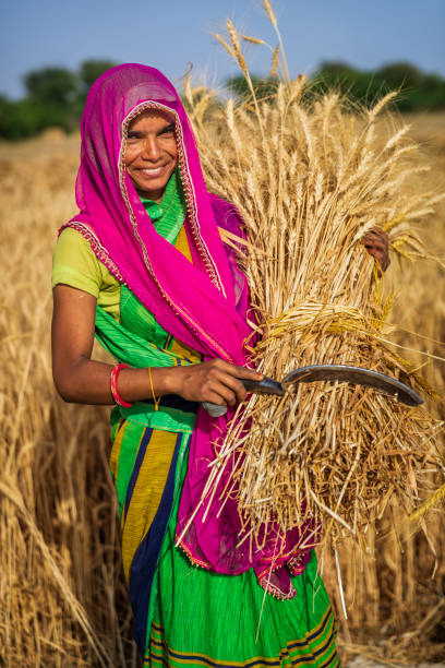 istock Indian woman collecting a wheat, India. 2200147169